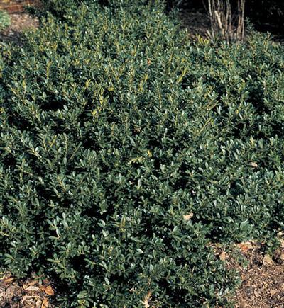 Ilex Crenata 'hoogendorn' - View 17 from www redcrocus com