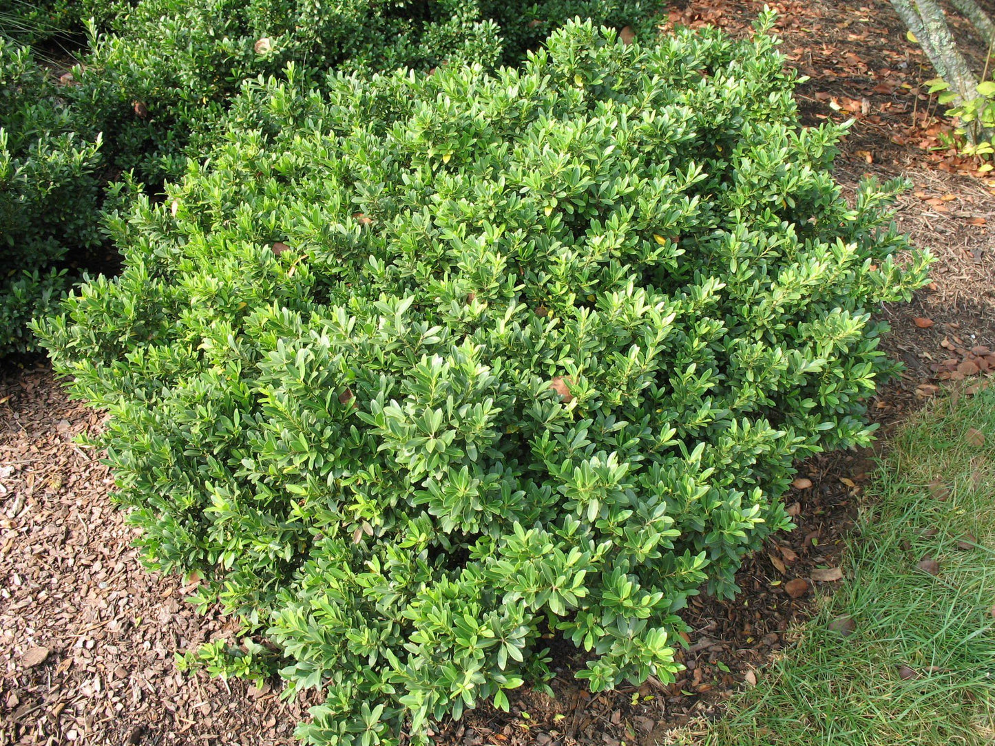 Ilex Crenata 'hoogendorn' - View 1 from www redcrocus com