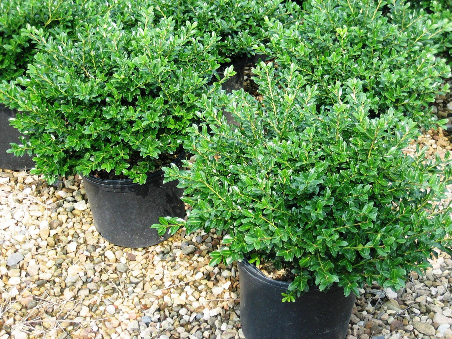 Ilex Crenata 'hoogendorn' - View 2 from www redcrocus com