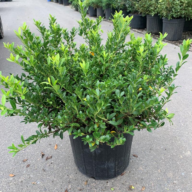 Ilex Crenata 'hoogendorn' - View 3 from www redcrocus com