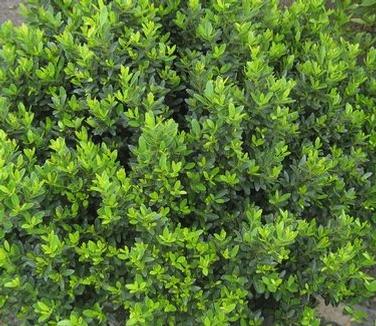 Ilex Crenata 'hoogendorn' - View 4 from www redcrocus com
