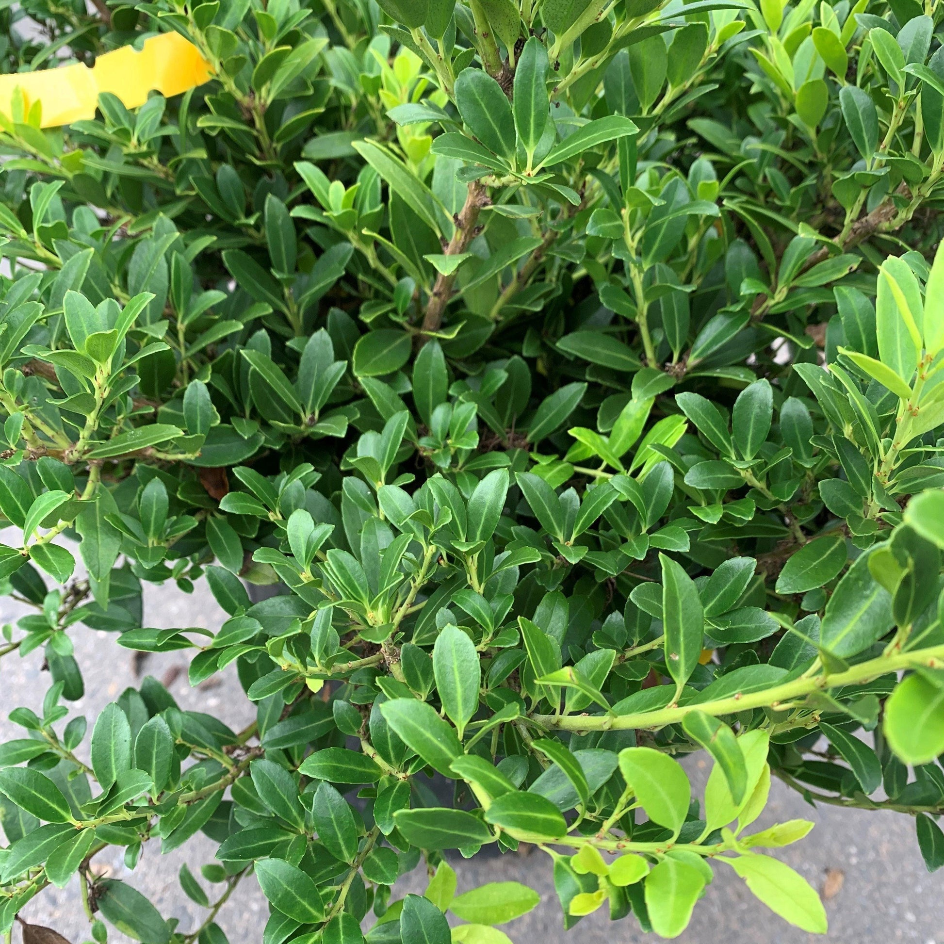Ilex Crenata 'hoogendorn' - View 5 from www redcrocus com