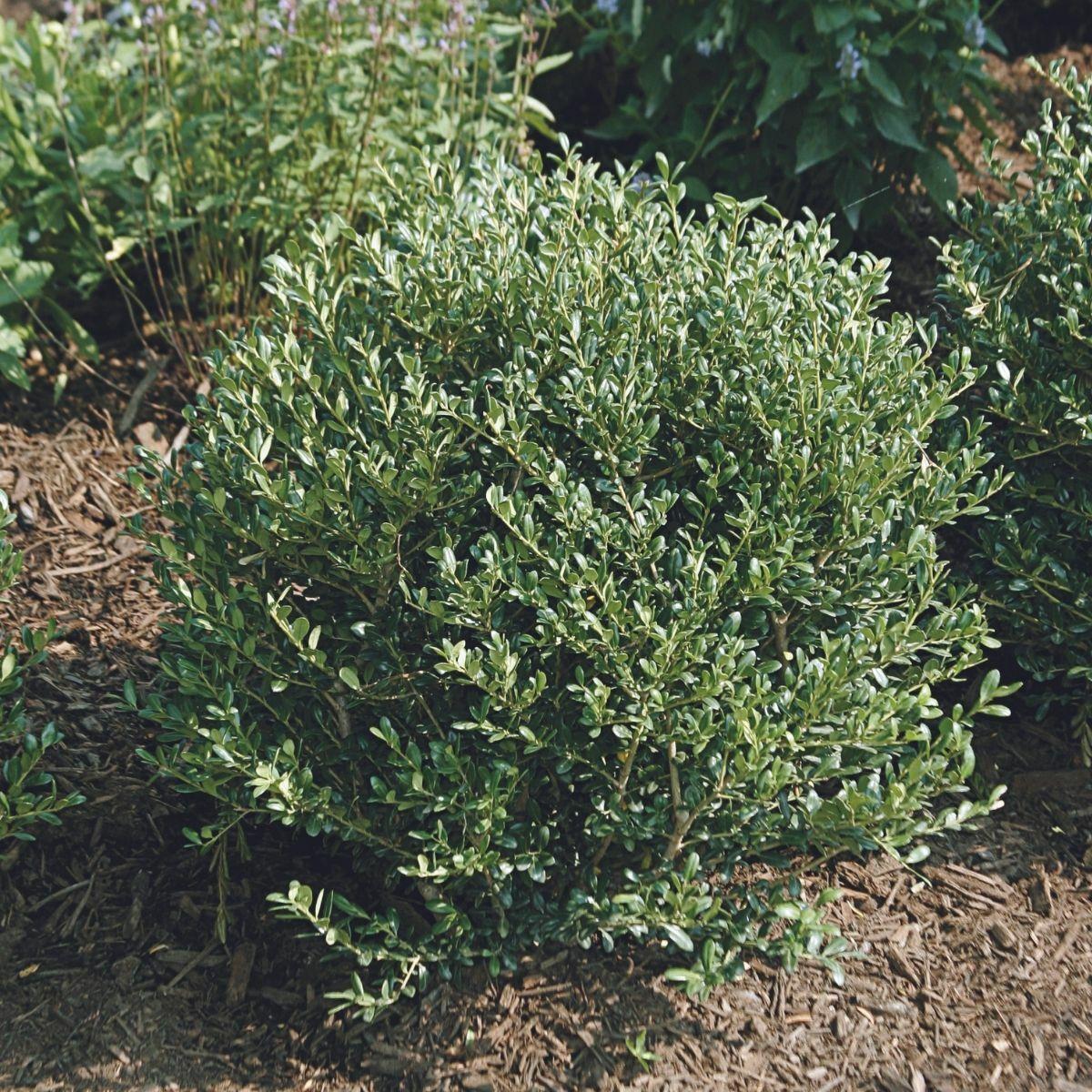 Ilex Crenata 'hoogendorn' - View 6 from www redcrocus com