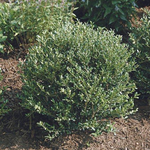 Ilex Crenata 'hoogendorn' - View 7 from www redcrocus com