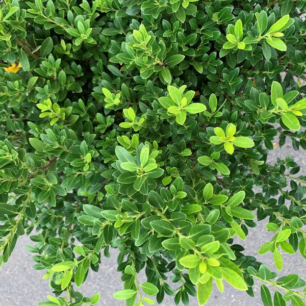 Ilex Crenata 'hoogendorn' - View 8 from www redcrocus com