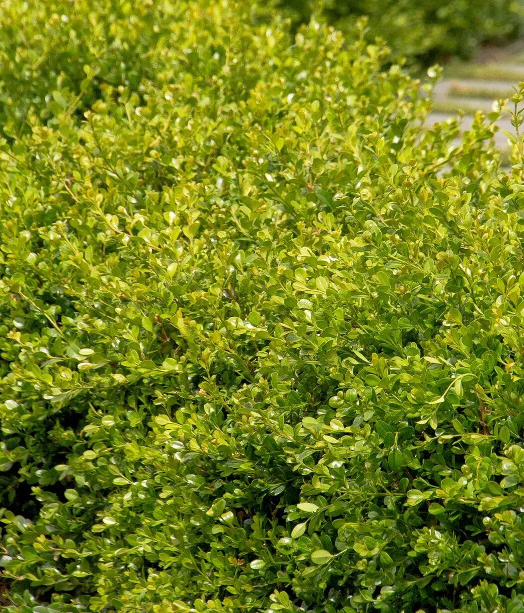 Buxus Microphylla 'green Mound' - View 10 from www redcrocus com