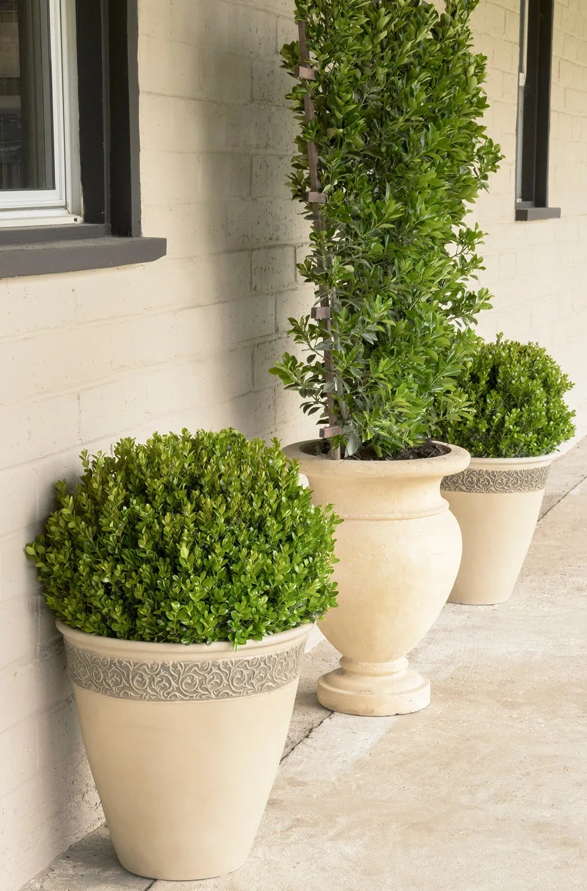 Buxus Microphylla 'green Mound' - View 13 from www redcrocus com