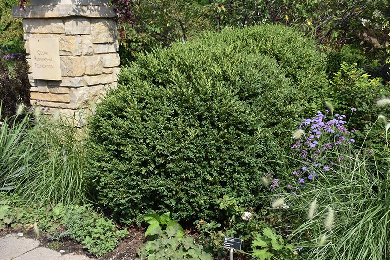 Buxus Microphylla 'green Mound' - View 14 from www redcrocus com