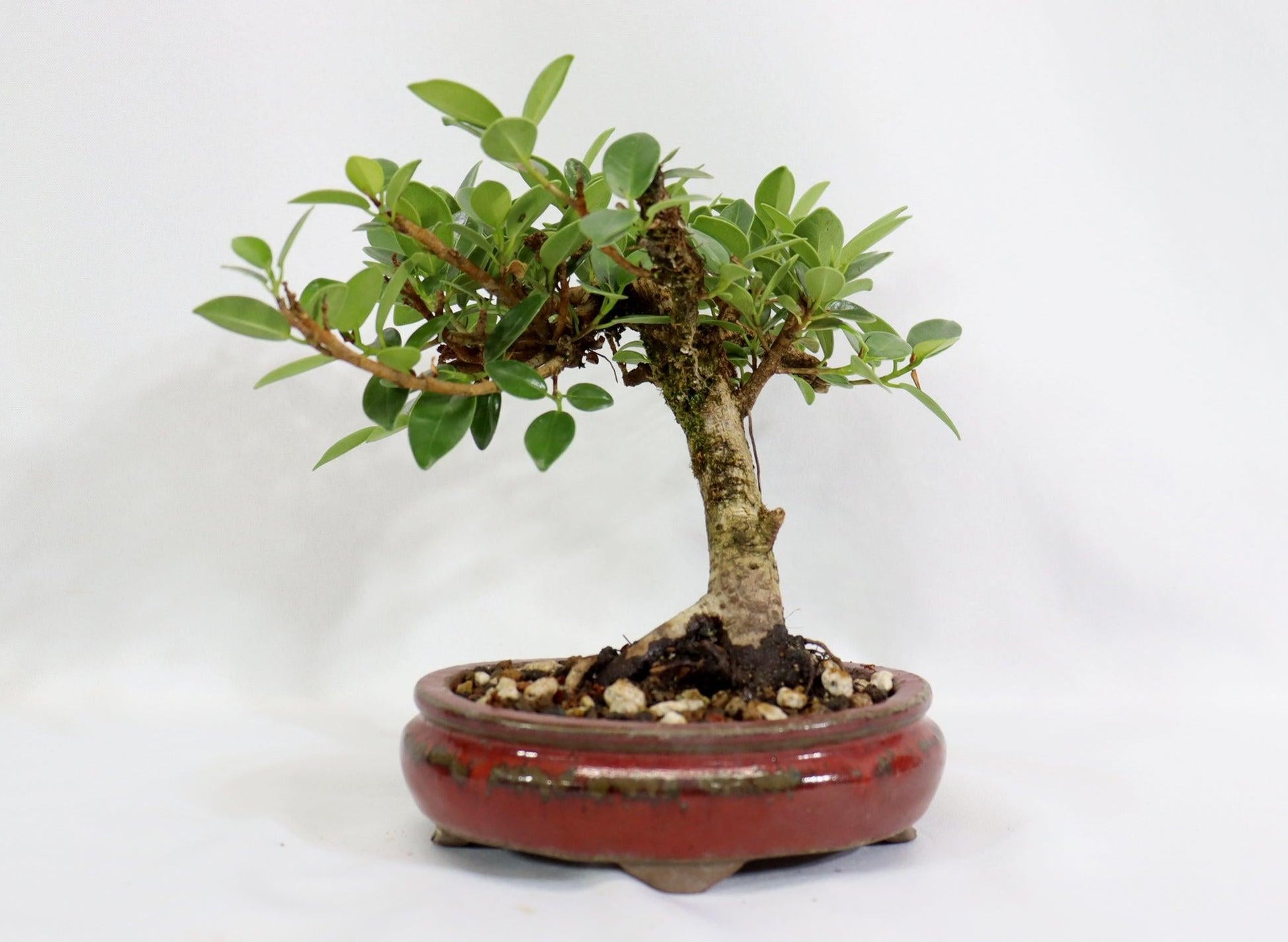 Buxus Microphylla 'green Mound' - View 15 from www redcrocus com