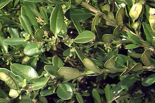 Buxus Microphylla 'green Mound' - View 16 from www redcrocus com
