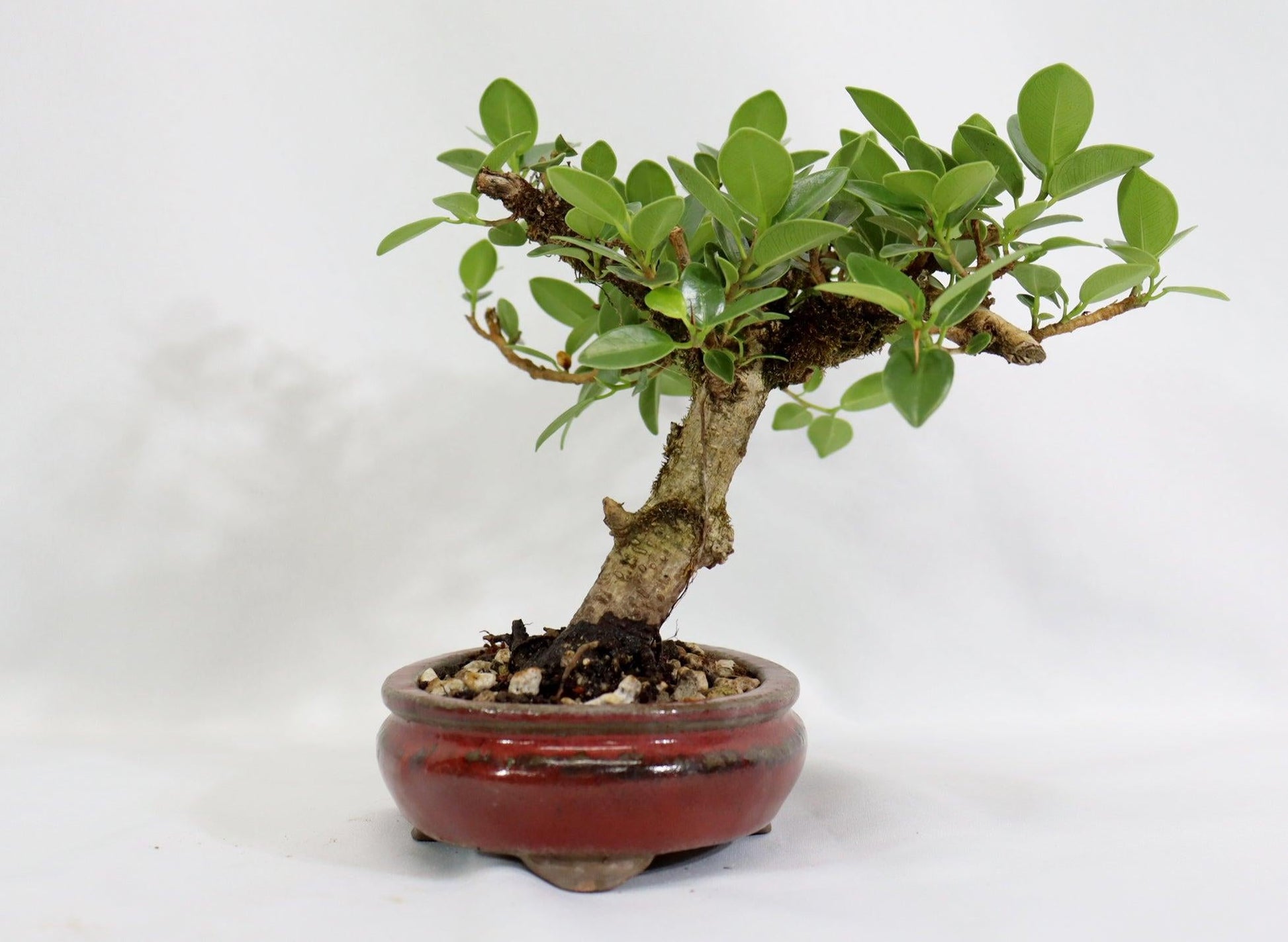 Buxus Microphylla 'green Mound' - View 17 from www redcrocus com