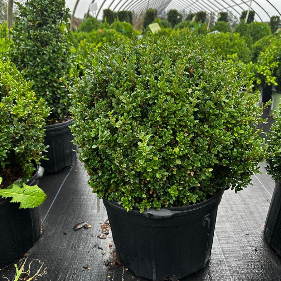 Buxus Microphylla 'green Mound' - View 18 from www redcrocus com