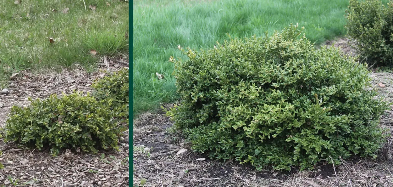 Buxus Microphylla 'green Mound' - View 19 from www redcrocus com