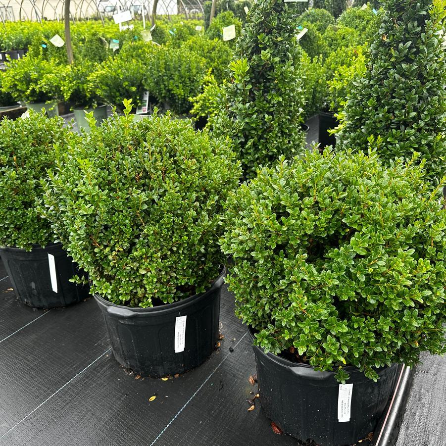 Buxus Microphylla 'green Mound' - View 20 from www redcrocus com