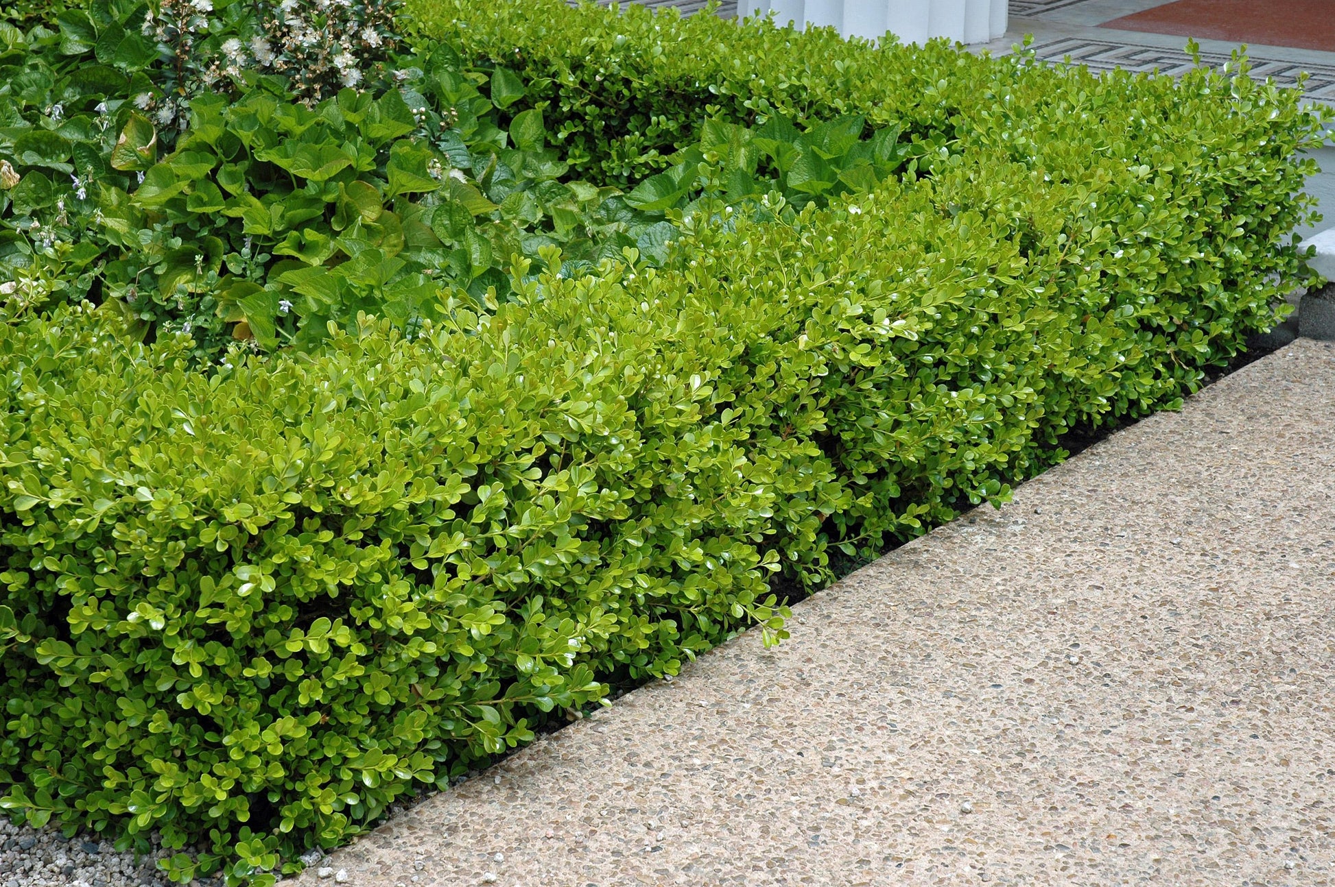 Buxus Microphylla 'green Mound' - View 22 from www redcrocus com