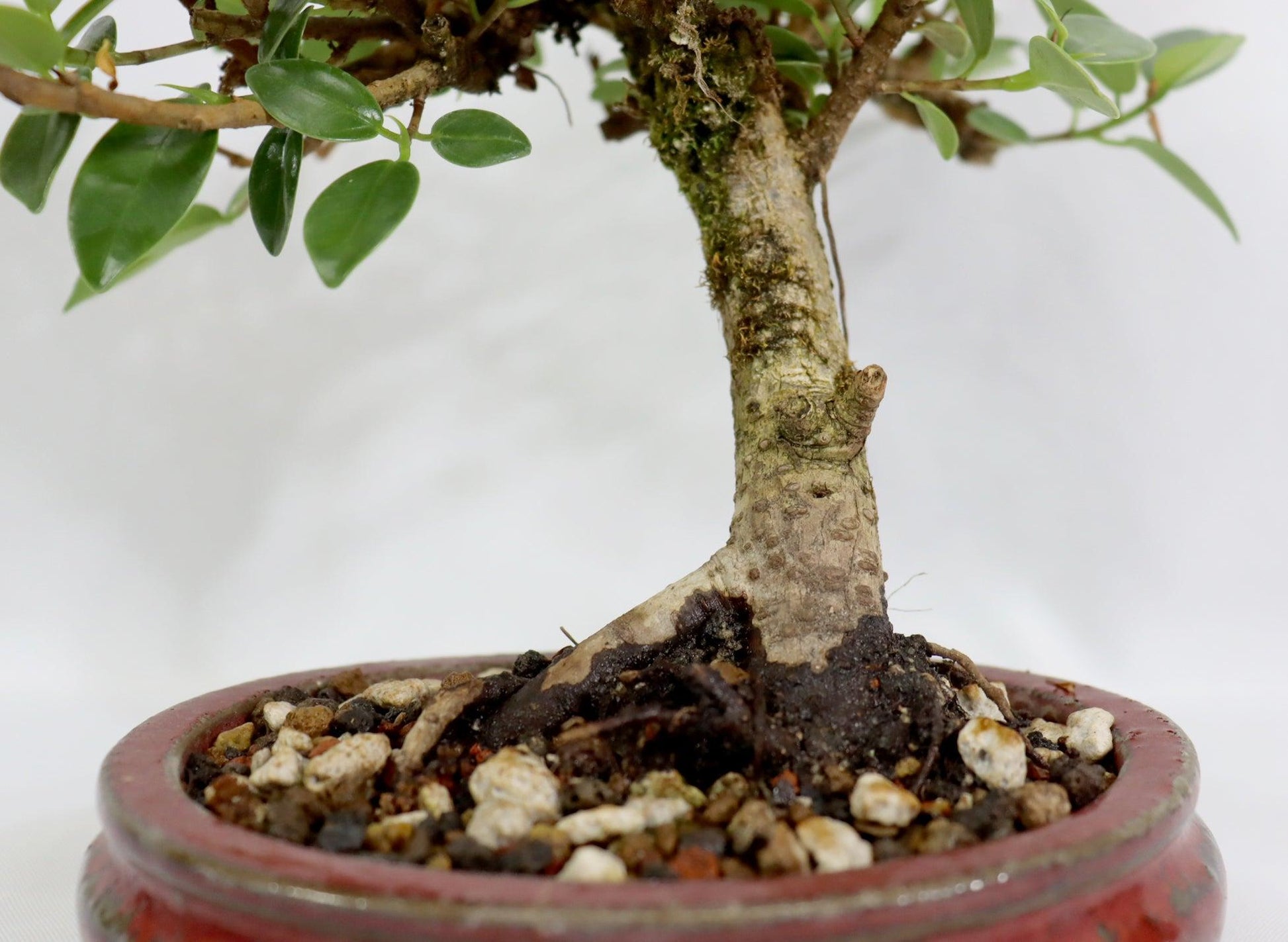 Buxus Microphylla 'green Mound' - View 24 from www redcrocus com