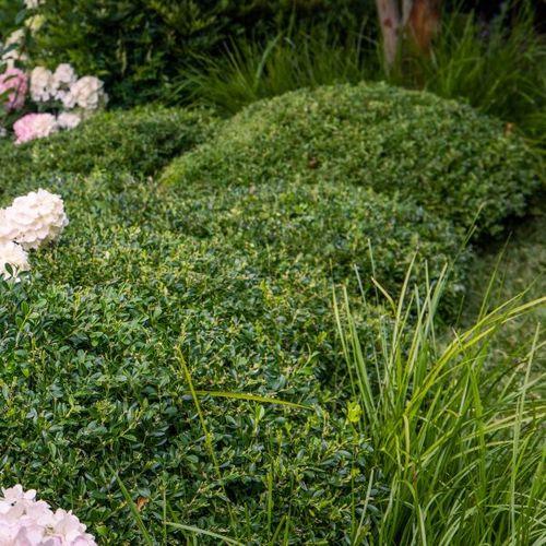 Buxus Microphylla 'green Mound' - View 25 from www redcrocus com