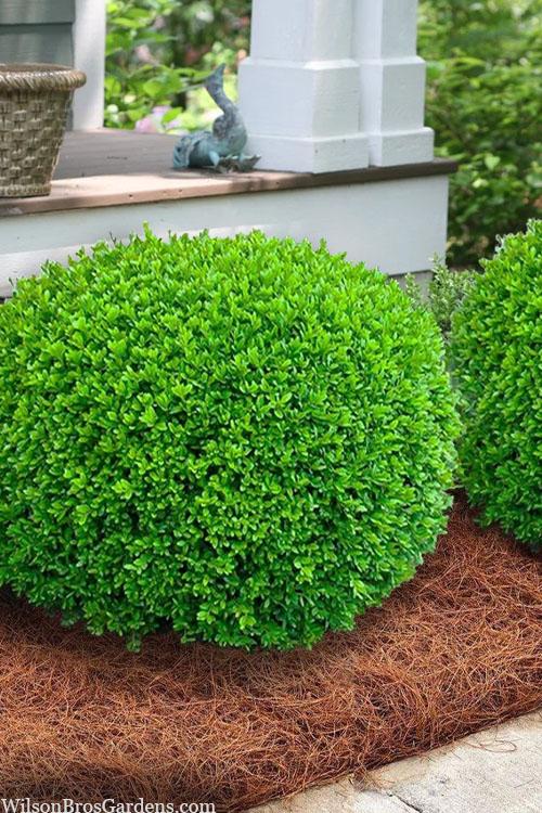 Buxus Microphylla 'green Mound' - View 26 from www redcrocus com