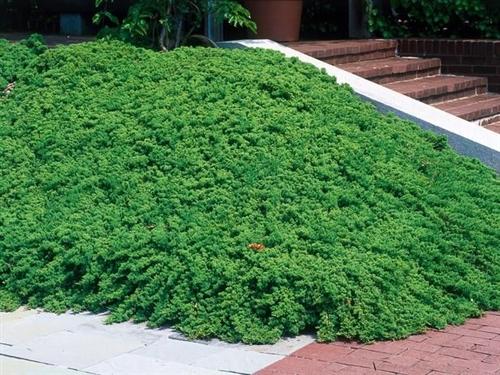 Buxus Microphylla 'green Mound' - View 27 from www redcrocus com