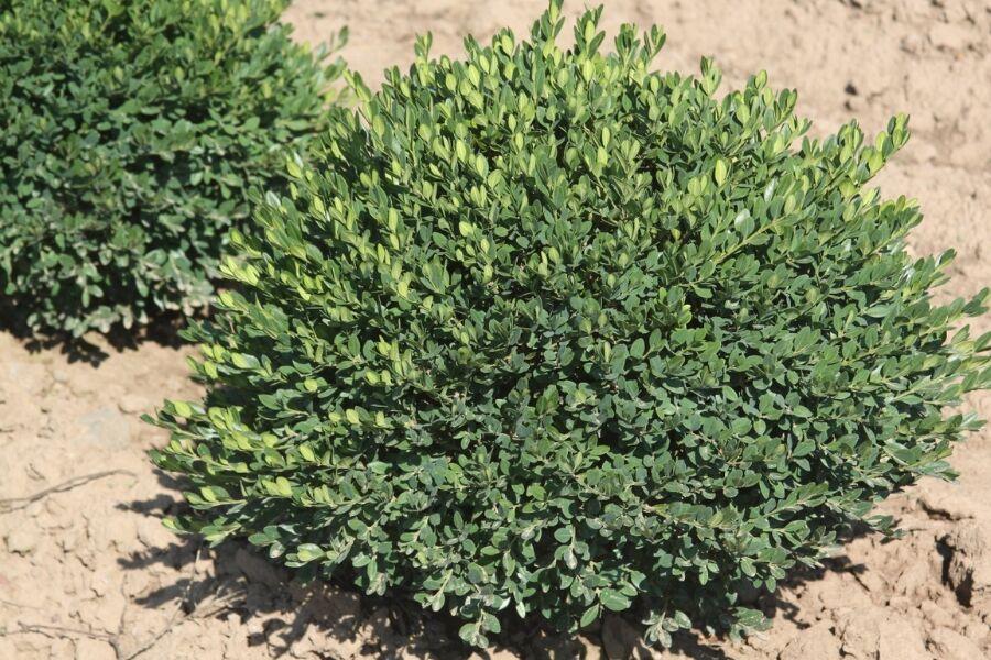 Buxus Microphylla 'green Mound' - View 2 from www redcrocus com