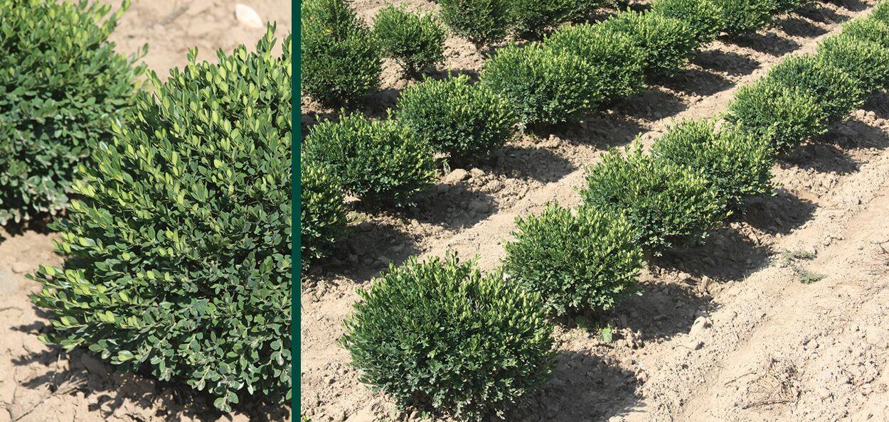 Buxus Microphylla 'green Mound' - View 3 from www redcrocus com