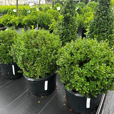 Buxus Microphylla 'green Mound' - View 6 from www redcrocus com