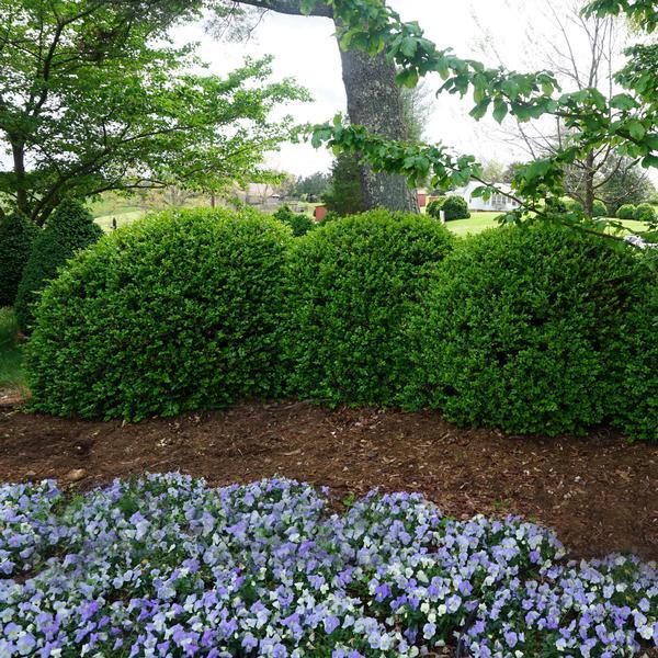 Buxus Microphylla 'green Mound' - View 9 from www redcrocus com