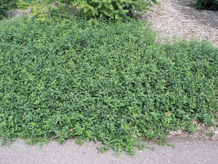 Coloratus' Wintercreeper Euonymus  1 Quart (Pack of 2)