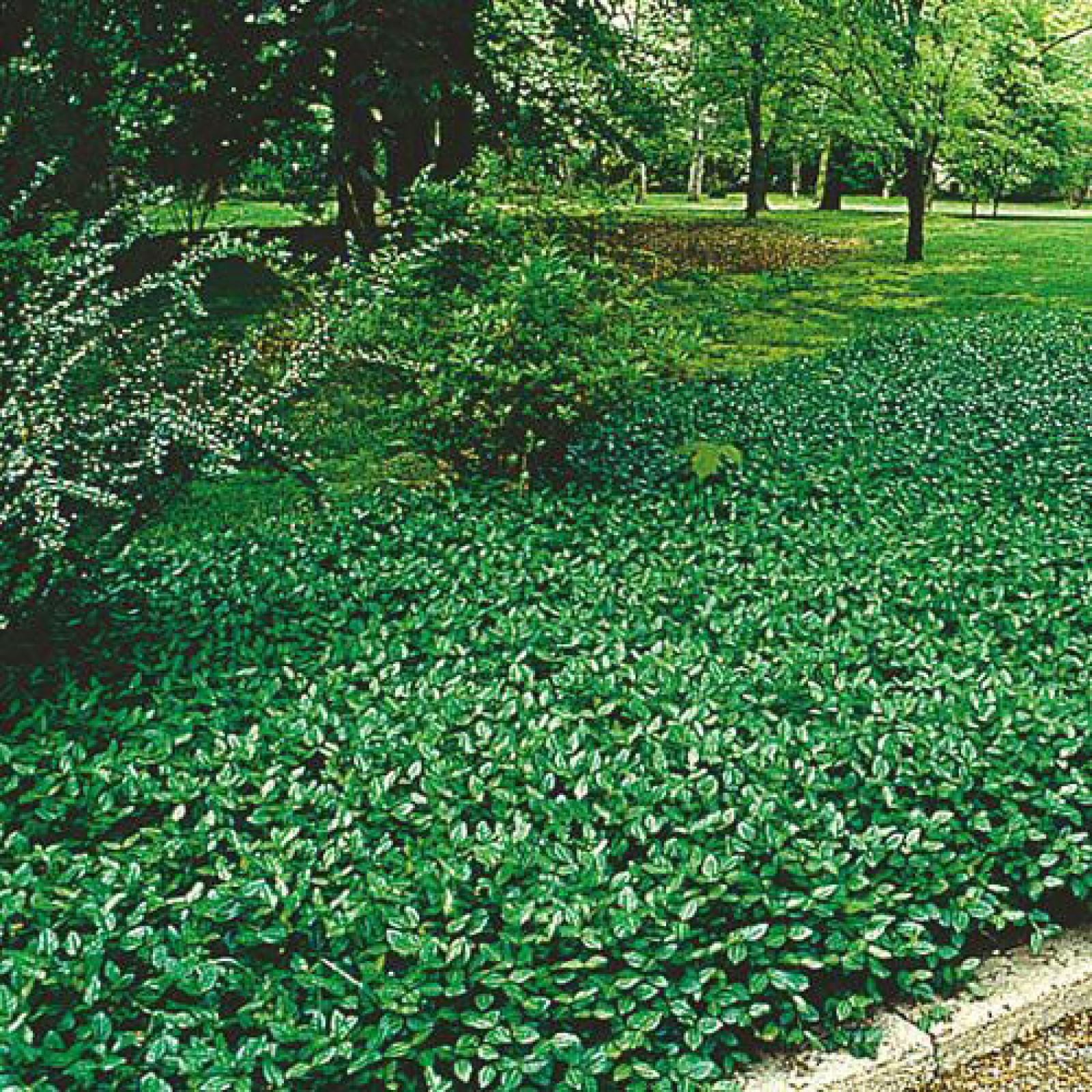 Euonymus Fortunei Coloratus - View 7 from www redcrocus com