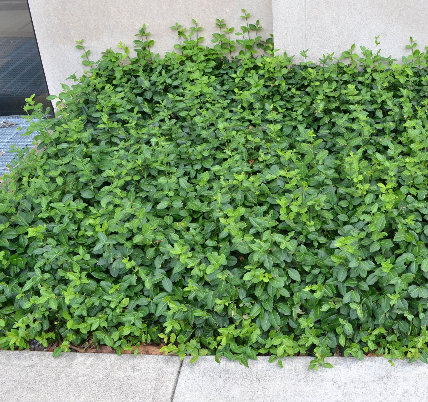 Coloratus' Wintercreeper Euonymus  1 Quart (Pack of 2)