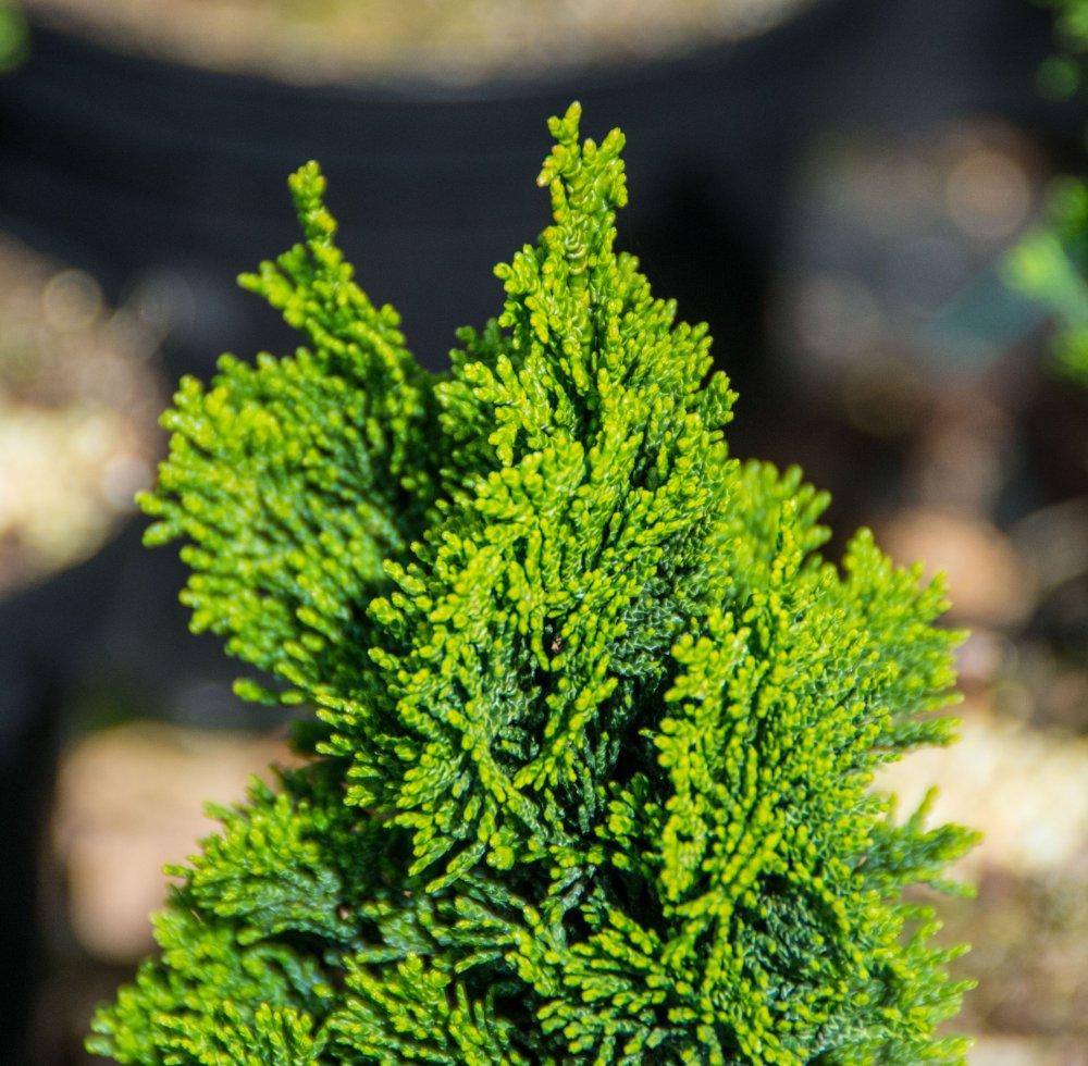 Chamaecyparis Obtusa 'nana Gracilis' - View 11 from www redcrocus com
