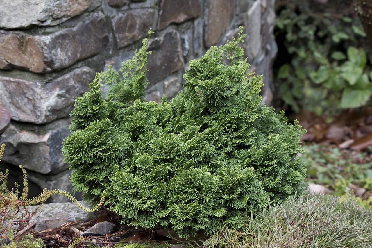 Chamaecyparis Obtusa 'nana Gracilis' - View 12 from www redcrocus com