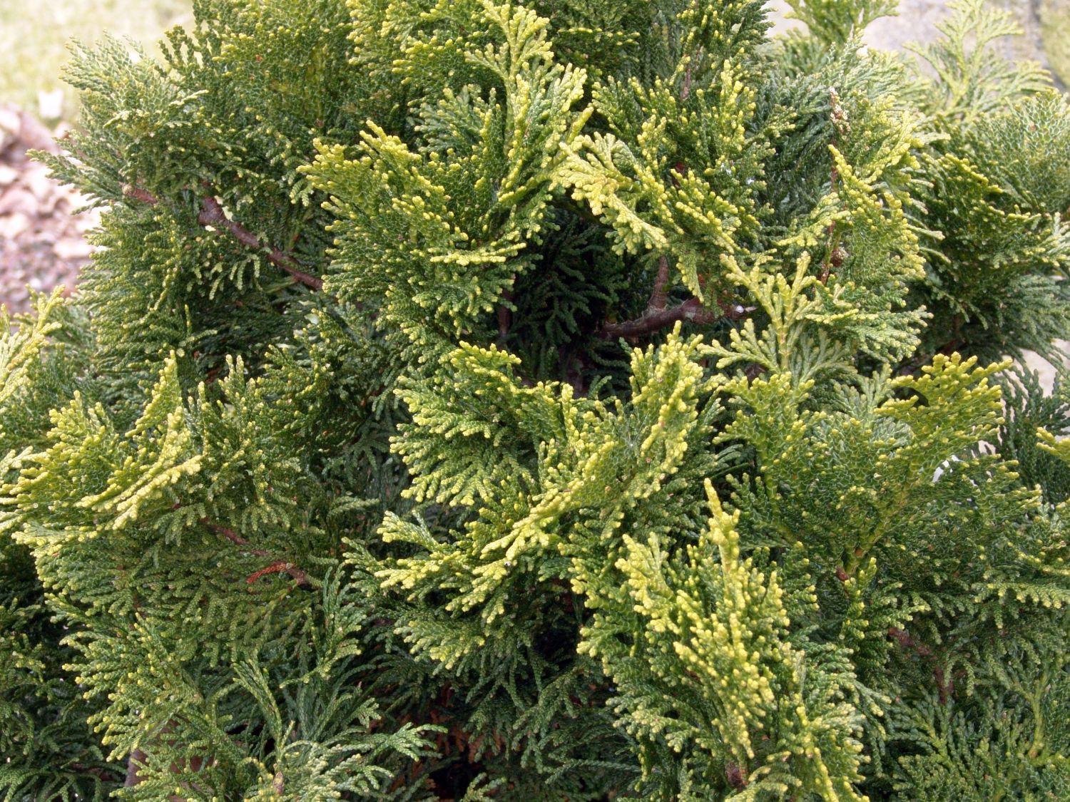 Chamaecyparis Obtusa 'nana Gracilis' - View 13 from www redcrocus com