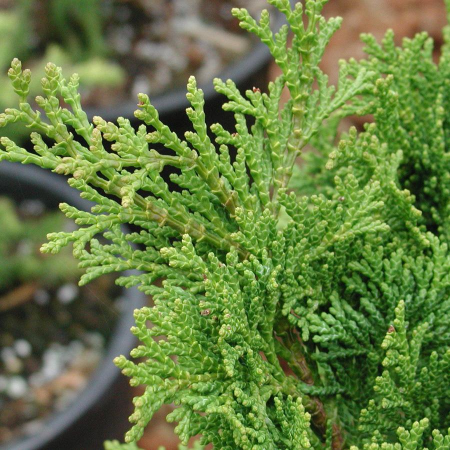Chamaecyparis Obtusa 'nana Gracilis' - View 14 from www redcrocus com