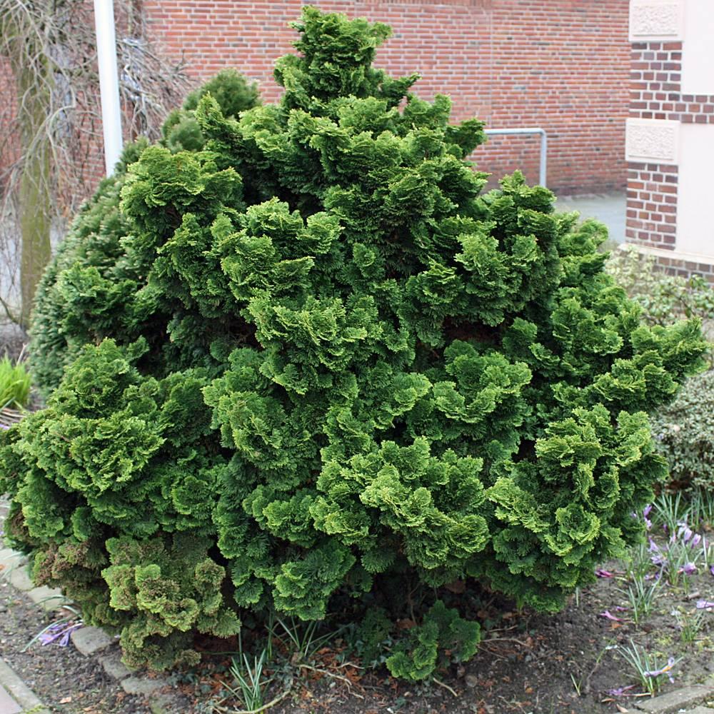 Chamaecyparis Obtusa 'nana Gracilis' - View 15 from www redcrocus com