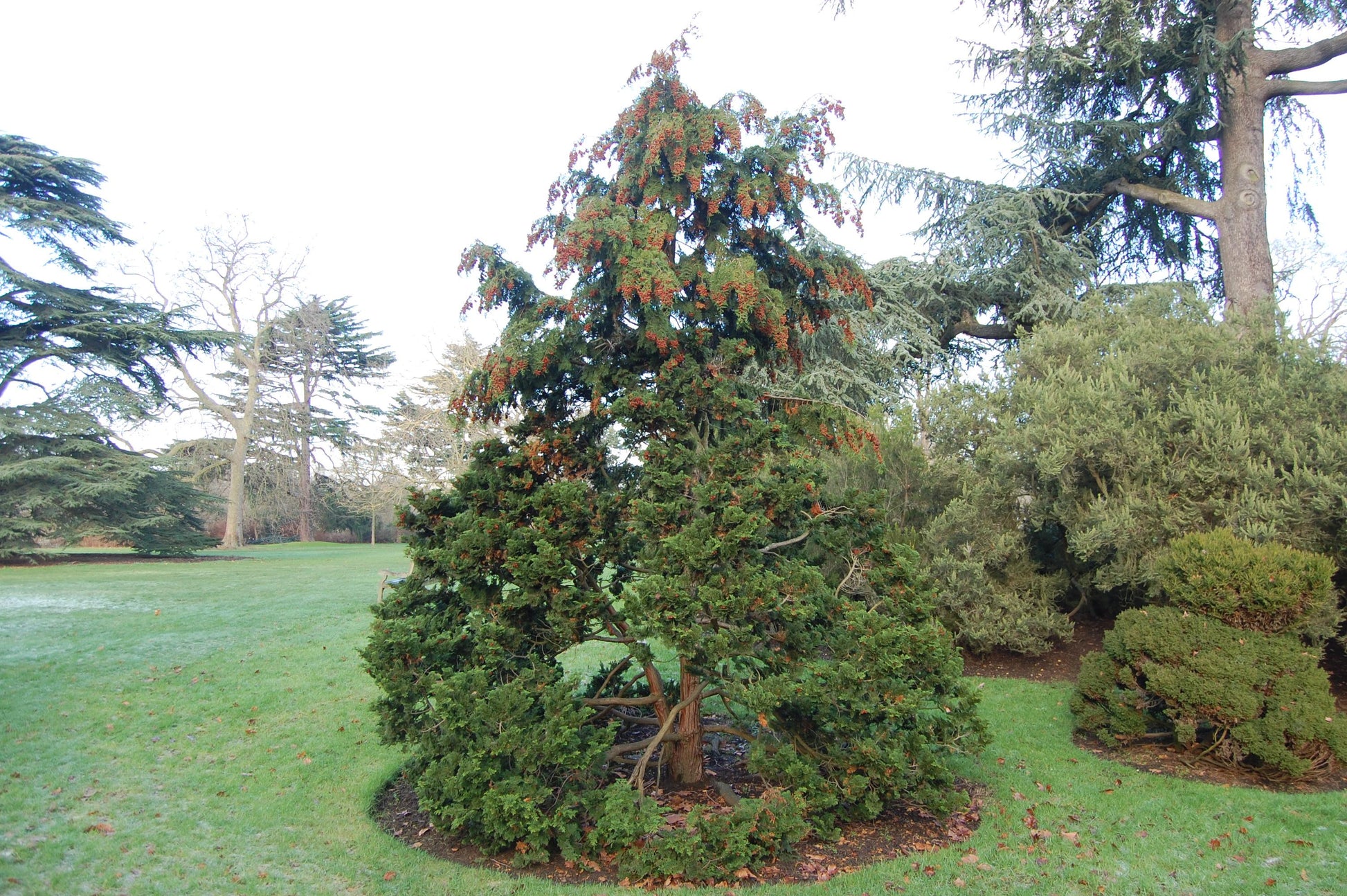 Chamaecyparis Obtusa 'nana Gracilis' - View 16 from www redcrocus com