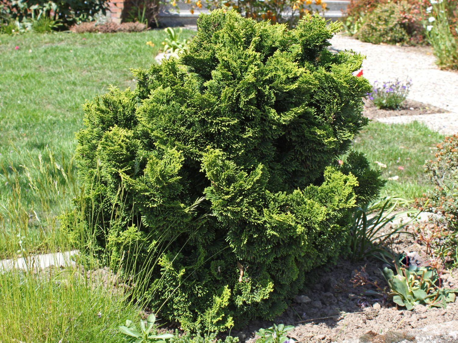 Chamaecyparis Obtusa 'nana Gracilis' - View 17 from www redcrocus com