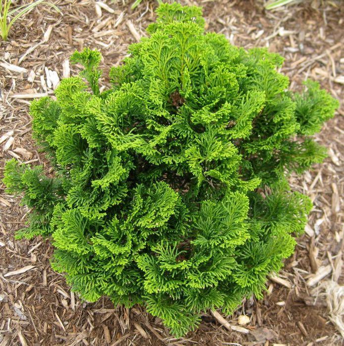 Chamaecyparis Obtusa 'nana Gracilis' - View 18 from www redcrocus com
