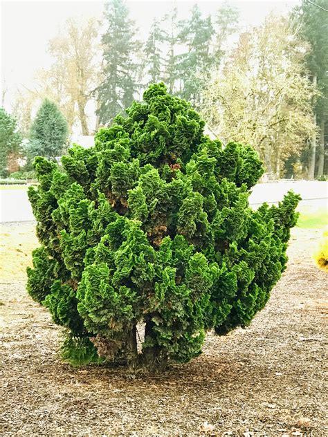 Chamaecyparis Obtusa 'nana Gracilis' - View 1 from www redcrocus com