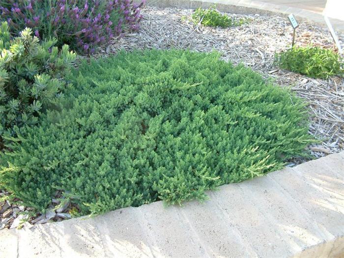 Juniperus Conferta 'blue Pacific' - View 10 from www redcrocus com