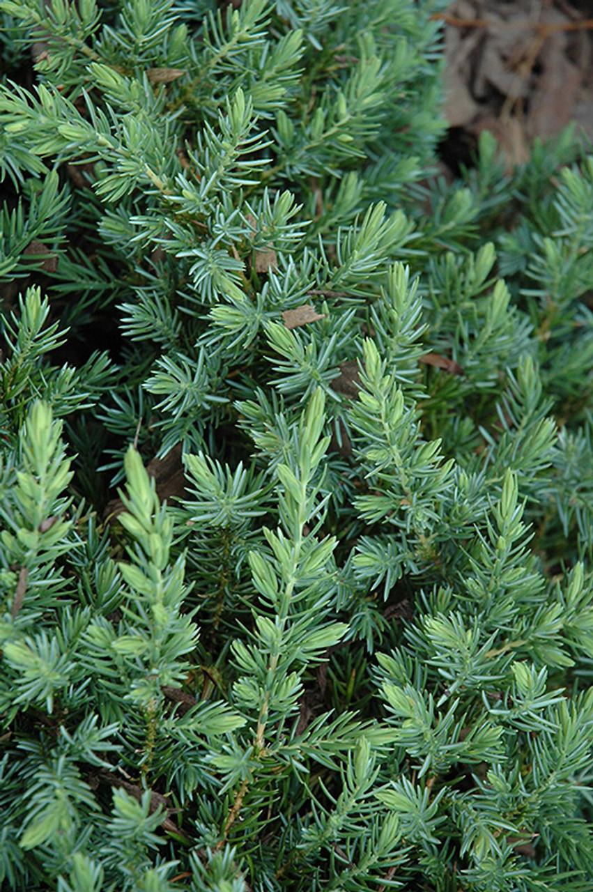 Juniperus Conferta 'blue Pacific' - View 12 from www redcrocus com