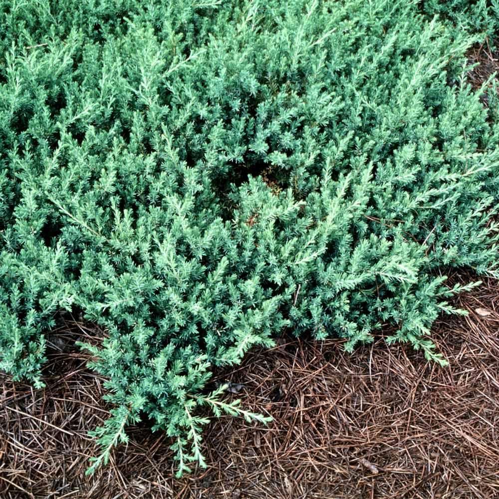 Juniperus Conferta 'blue Pacific' - View 15 from www redcrocus com