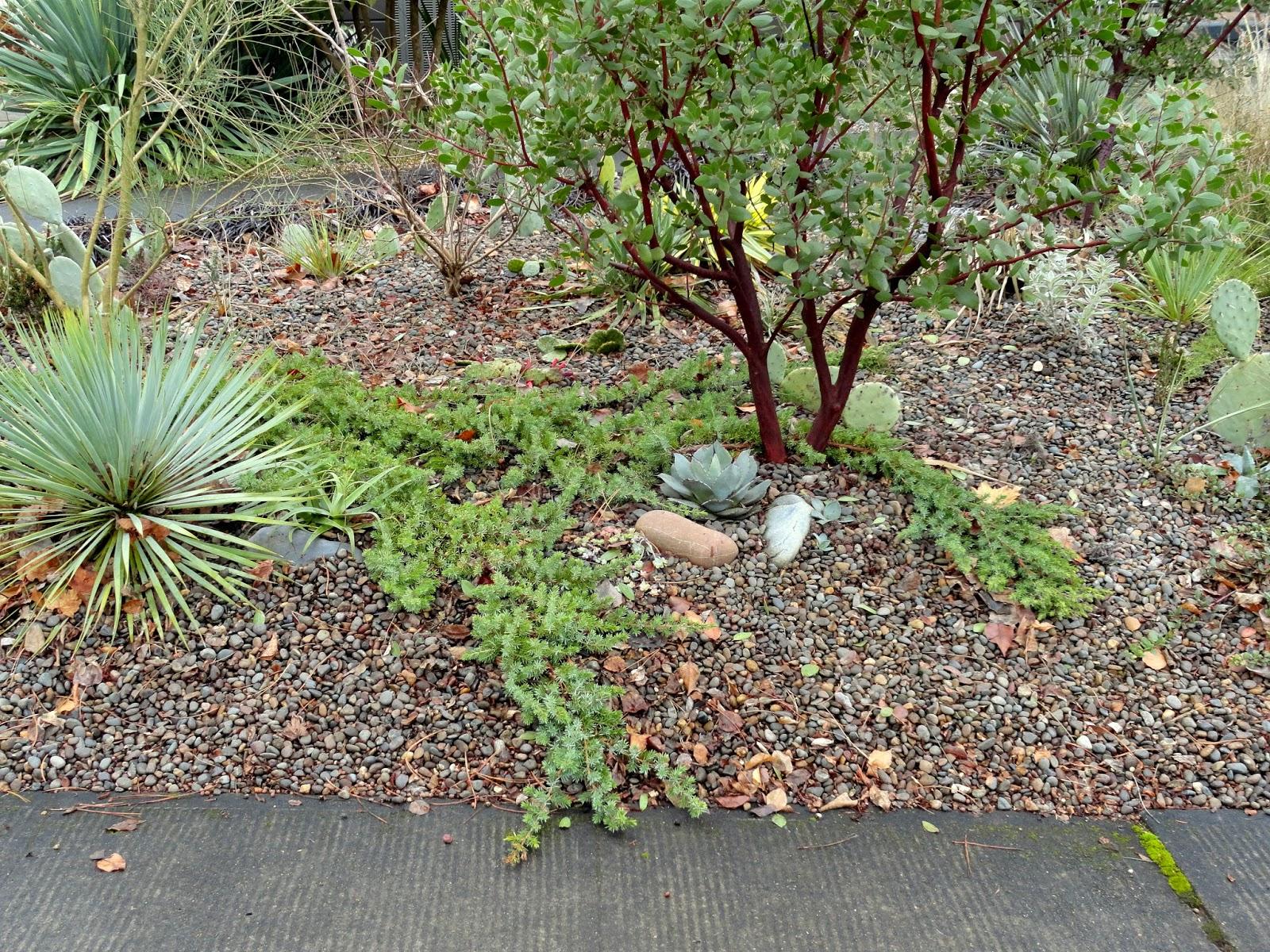 Juniperus Conferta 'blue Pacific' - View 16 from www redcrocus com