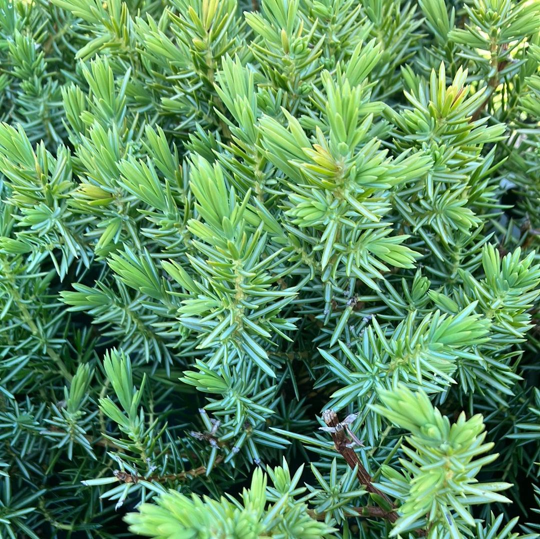 Juniperus Conferta 'blue Pacific' - View 17 from www redcrocus com