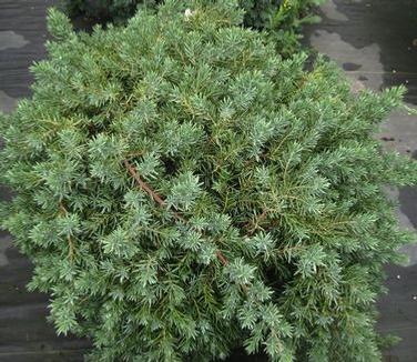 Juniperus Conferta 'blue Pacific' - View 18 from www redcrocus com