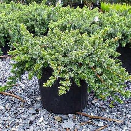 Juniperus Conferta 'blue Pacific' - View 19 from www redcrocus com