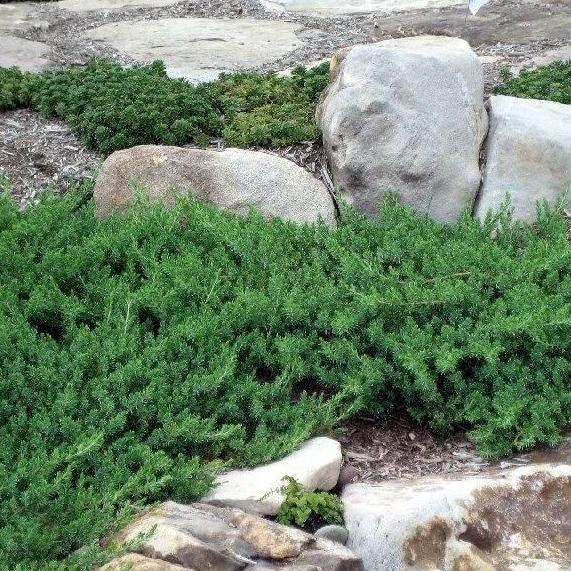Juniperus Conferta 'blue Pacific' - View 1 from www redcrocus com