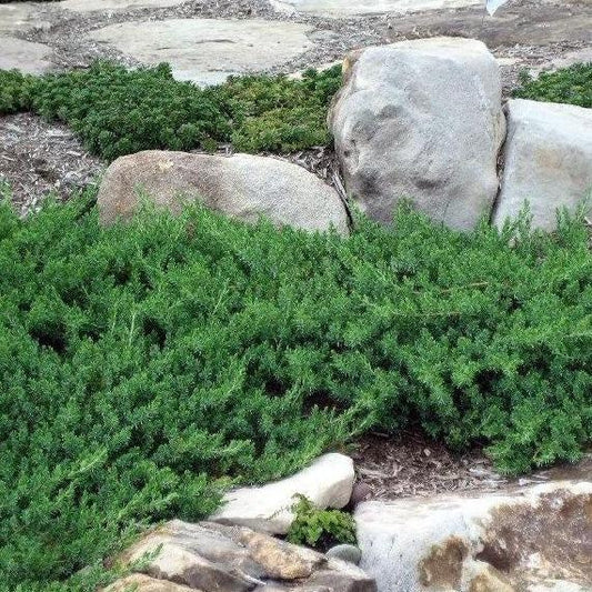 Juniperus Conferta 'blue Pacific' - View 1 from www redcrocus com