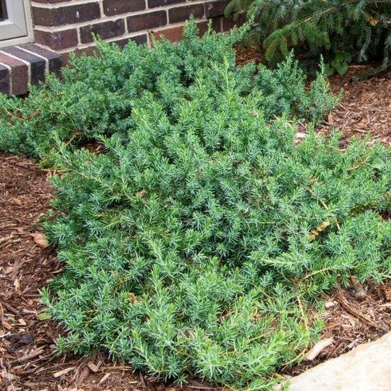 Juniperus Conferta 'blue Pacific' - View 20 from www redcrocus com