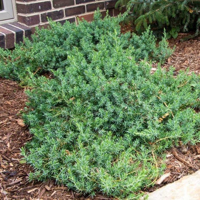 Juniperus Conferta 'blue Pacific' - View 21 from www redcrocus com
